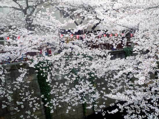 目黒川の桜の写真